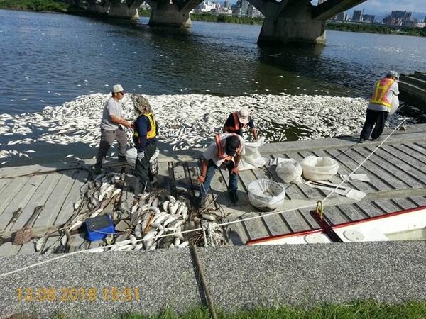 台北市大稻埕鄰近水岸邊出現大量死魚，畫面怵目驚心。（王鴻薇議員研究室提供）