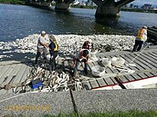 高溫缺氧　淡水河魚群暴斃