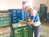 液蛋驗出沙門氏菌　37公斤全下肚