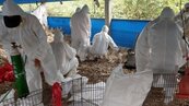 炎炎夏日爆禽流感　屏東高樹撲殺19381隻雞