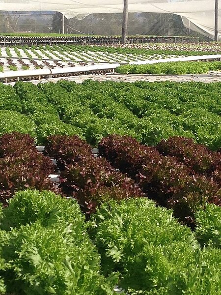 有「澳洲沙拉碗」之稱的洛克雅谷正遭逢乾旱,當地農民表示,如果今年夏天降雨不足,明年各種蔬果的價格可能漲翻天。翻攝洛克雅谷臉書