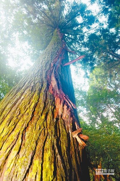 遭雷擊的台灣杉，撕裂痕從樹冠到根部，長逾20公尺。（沈揮勝攝）
