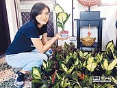 療癒風文宣　盆栽隱藏小心機