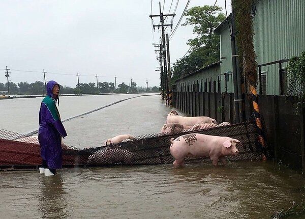 嘉義縣某畜牧場養殖疑因為大雨淹水、損失慘重，有不少豬隻泡在水中。圖／讀者提供
