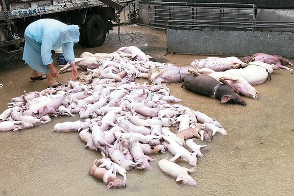 淹水讓嘉義畜牧業損失慘重，有畜牧場三百多頭小豬淹死。 記者黃仲裕／攝影