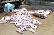 豬逃難、鴨浮掛…15萬隻禽畜溺死　災損3千萬