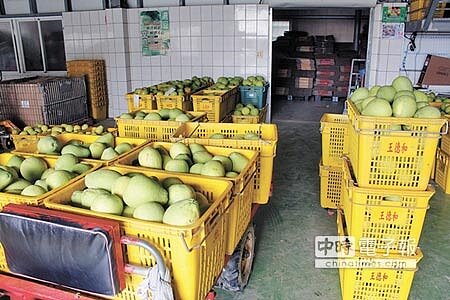 麻豆地區文旦主要栽種區域積水已退去,農民趁著雨勢稍歇,天氣轉晴,趕緊採收文旦。(莊曜聰攝)