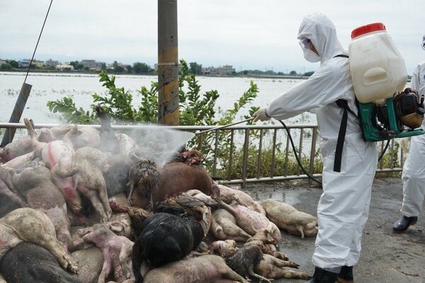 國軍協助清運死亡豬禽屍體，防止疫病。圖／國防部提供