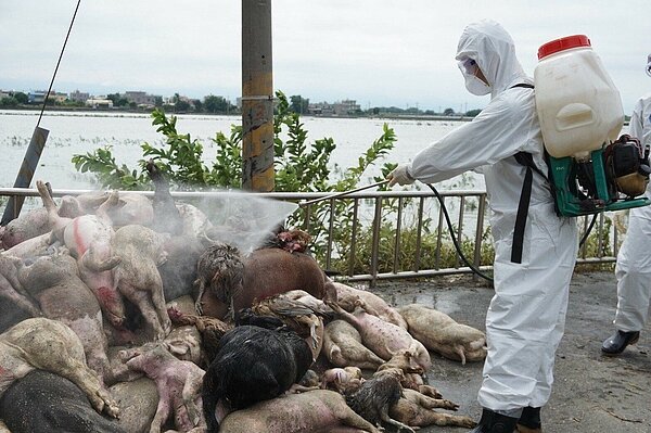 國軍協助清運死亡豬禽屍體,防止疫病。圖/國防部提供
