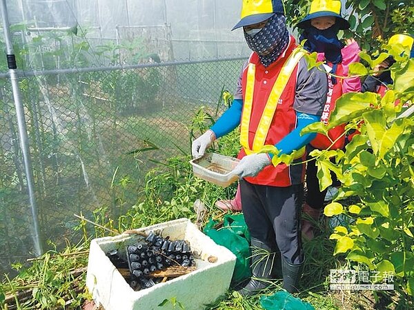 國內一口氣新增7例本土登革熱病例，禍首都指向菜園；圖為清潔人員清理台中菜園帶有孑孓的陽性容器。（圖／疾管署提供）