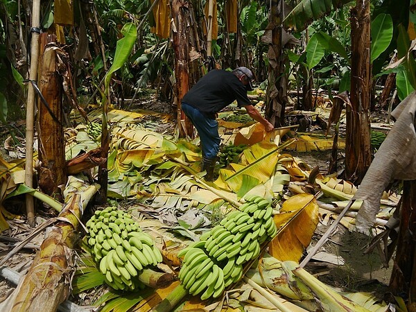 連日大雨造成農損。本照片與此次災情無關,本報系資料照