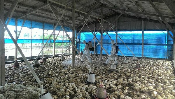 蔡總統上午在台南鹽水泰郎畜牧場勘災,公開要求清運死亡牲畜,務必提前在明天中午完成。國軍開始增援清理部隊,北部6軍團下午動員400名官兵,往嘉義、台南移動,增援清理作業。 圖/陸軍司令部提供