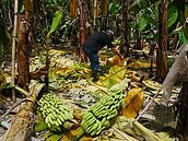 連日大雨　累計農損達4億