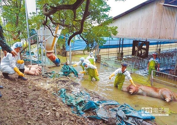 陸軍第10軍團化學兵群26日在嘉義縣受災區，持續對豬隻家禽及環境噴灑消毒劑，避免傳染疾病乘隙而入。（陸軍第10軍團提供）