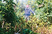 登革熱增7例　都有菜園活動史