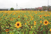 向日葵花海吸客　南庄新「嬌」點