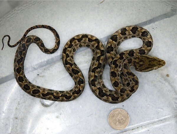 咬傷基隆張伯伯的毒蛇龜殼花,雖身形不大,但咬到頭恐致命。 圖/北榮提供