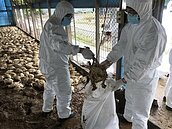 國軍清理80萬死豬死雞　占全台災損一半