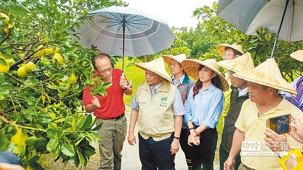 農委會主委林聰賢（左二）28日到台南麻豆勘察文旦受災情形，並主動闢謠表示麻豆文旦災損程度輕微，產量品質都正常，沒有所謂泡湯之說。（圖／記者莊曜聰攝）