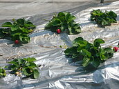 回收茶葉做堆肥　有機農園好典範