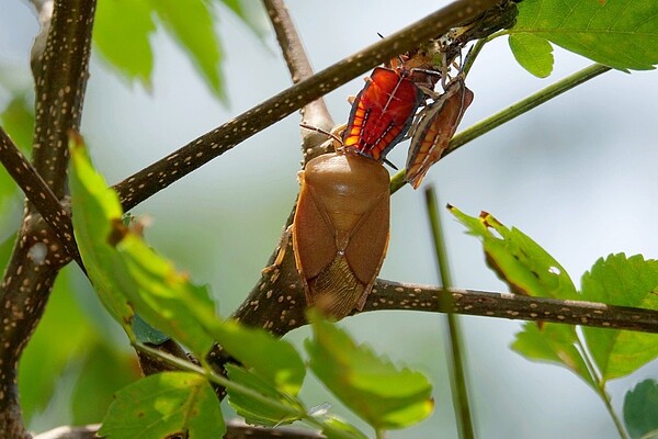 明天就要開學了,但最近是荔枝椿象若蟲羽化為成蟲的高峰期。圖/基隆鳥會提供