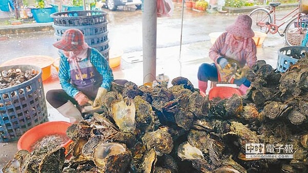 台南七股、北門潟湖養殖牡蠣，因雨水及上游排水使海水鹹度變淡、濁度增加，造成不少蚵「泡水」死亡，損失慘重。中秋節將至，恐影響供應，價格漲定了。（莊曜聰攝）
