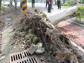 集集綠蔭藏危機　鎮公所忍痛砍樹惹爭議