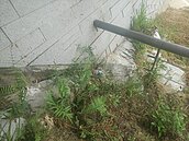 故宮南院廠商離職員工爆料：人工湖橋下基座土方掏空