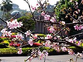 台北賞櫻新景點　自來水園區河津櫻大綻放