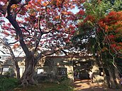 番茄會社的火紅美感　這棟廢墟人潮多　