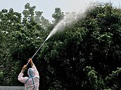 防小黑蚊用藥　荔枝椿象也有效