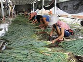 雙颱夾擊　青蔥翻漲每公斤50元