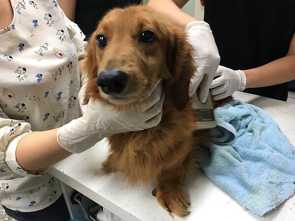 所幸犬隻健康狀況尚良好。圖/新北動保處提供