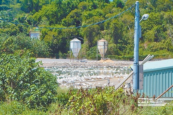 爐渣堆置場旁的養鴨場已進行預防性移動管制，等檢驗結果出爐才能進一步解除。（林宏聰攝）