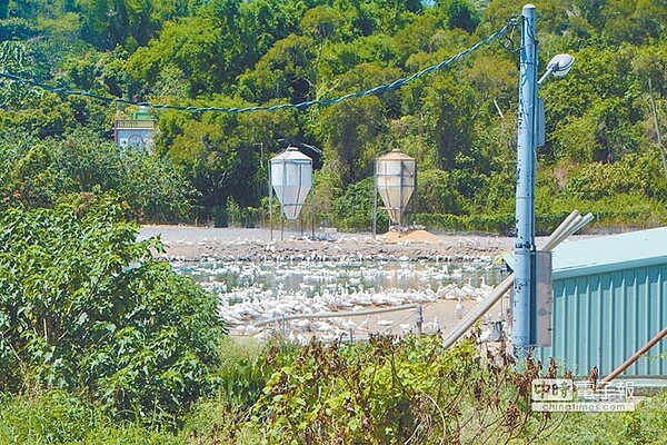 爐渣堆置場旁的養鴨場已進行預防性移動管制，等檢驗結果出爐才能進一步解除。（林宏聰攝）