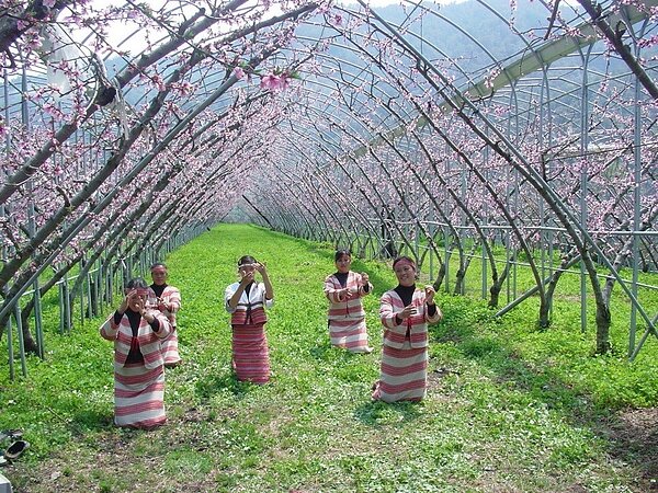 新竹縣尖石後山新光、鎮西堡部落的桃花開,原住民辦「桃花祭」,邀請大家上山賞花。圖╱聯合報系資料照片