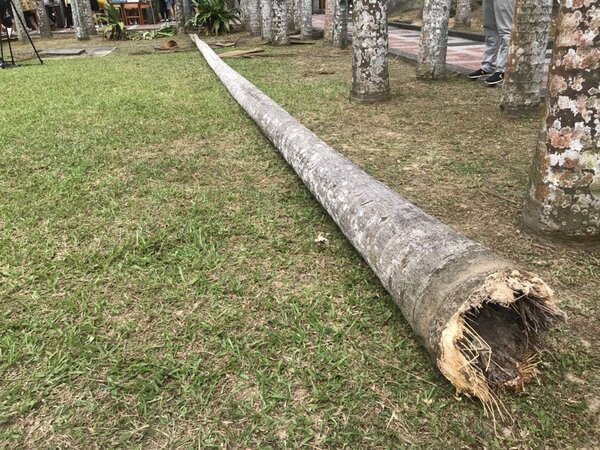 景美女中校內椰子樹突然斷裂倒塌。記者蕭雅娟／翻攝