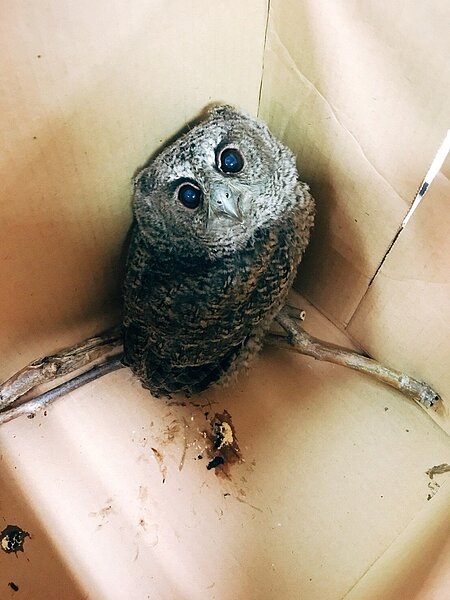 警方看到貓頭鷹又愛又憐,希望牠能早日康復。照/警方提供