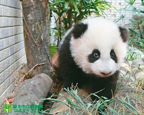 貓熊躲到室內避暑。 圖/台北市動物園提供