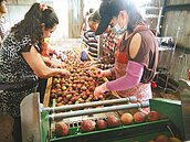 克服變黑困擾　高雄玉荷包外銷新加坡暴增6倍