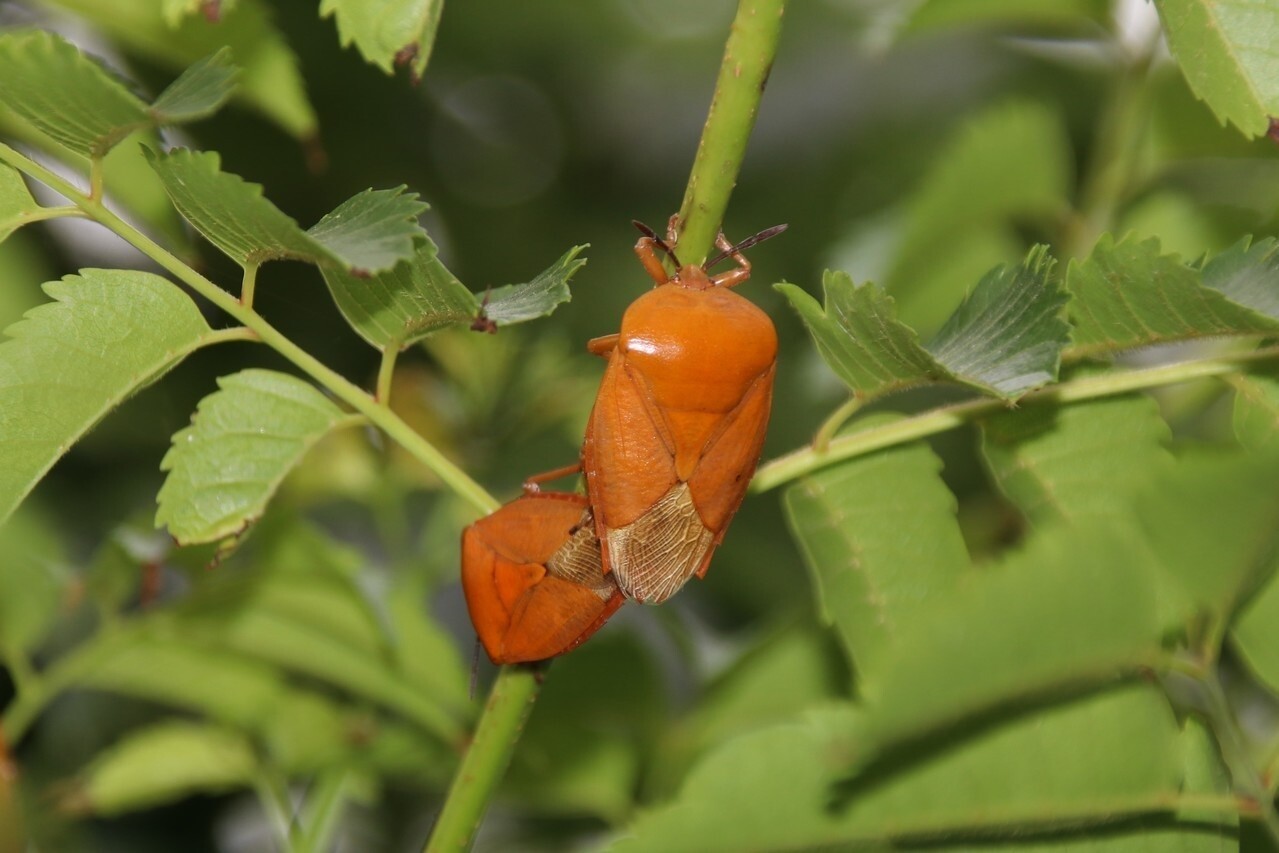 荔枝椿象受驚擾會噴出有毒臭液,接觸皮膚恐潰爛,嚴重甚至會瞎眼。 圖/聯合報系資料照片