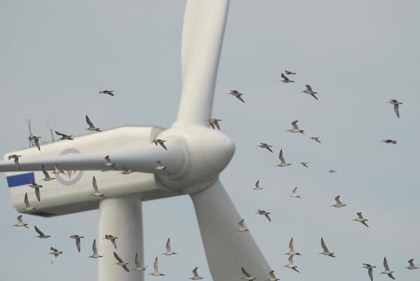渦輪式風力發動機每年殺死成千上萬的鳥。翻攝自網路