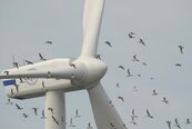 太陽能、風力發電是環境殺手？殺死稀有鳥、蝙蝠、鳥龜