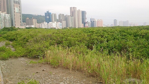 興大生科系教授林幸助研究團隊花了4年時間，量化台灣的紅樹林生態系，因樹密度高，每年每公頃可吸收高達100公噸的二氧化碳。圖／興大林幸助提供