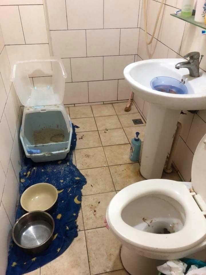 房客疑虐動物留屎尿 房東氣公佈身分《爆料公社》