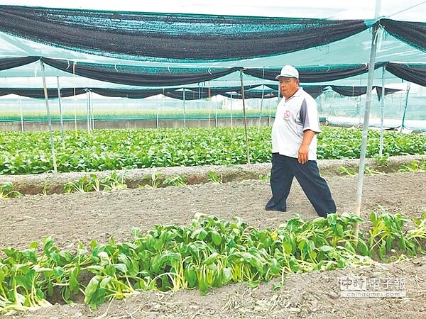 油菜平均價格1公斤才10元，西螺菜農廖明朝看著剛耕鋤掉的油菜嘆氣說「別說了！」（周麗蘭攝）
