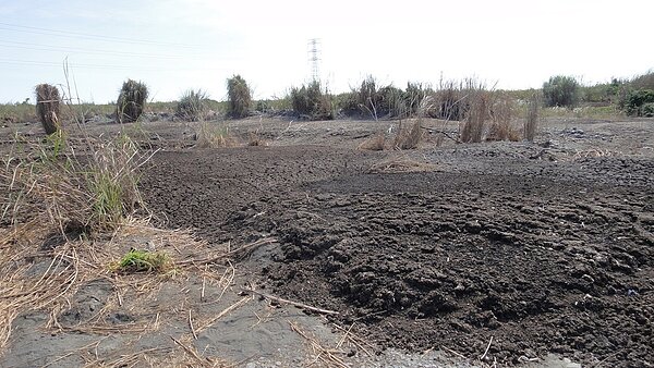 屏東縣林邊溪上游處發現遭隨意傾倒的畜產糞便。記者蔣繼平／攝影 