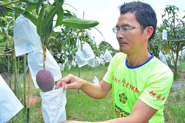 台南玉井果農賴永坤表示，今年因乾旱嚴重，果實不再長大，愛文芒果產量恐銳減。 記者吳淑玲／攝影