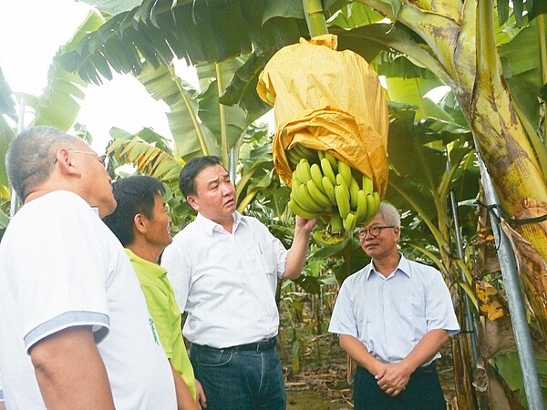 香蕉盛產價格低迷，高雄市代理市長許立明（右二）率市府農業局團隊走訪旗山蕉園。 記者徐白櫻／攝影
