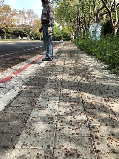 中興新村中正路兩側栽種菩提樹，綠意盎然但菩提樹子掉落一地，也引發交通安全疑慮。 記者江良誠／攝影
